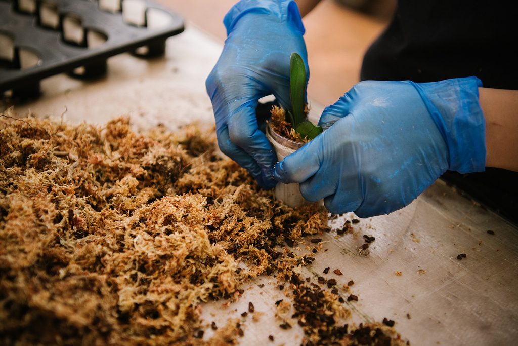 Repotting Your Phalaenopsis Orchid