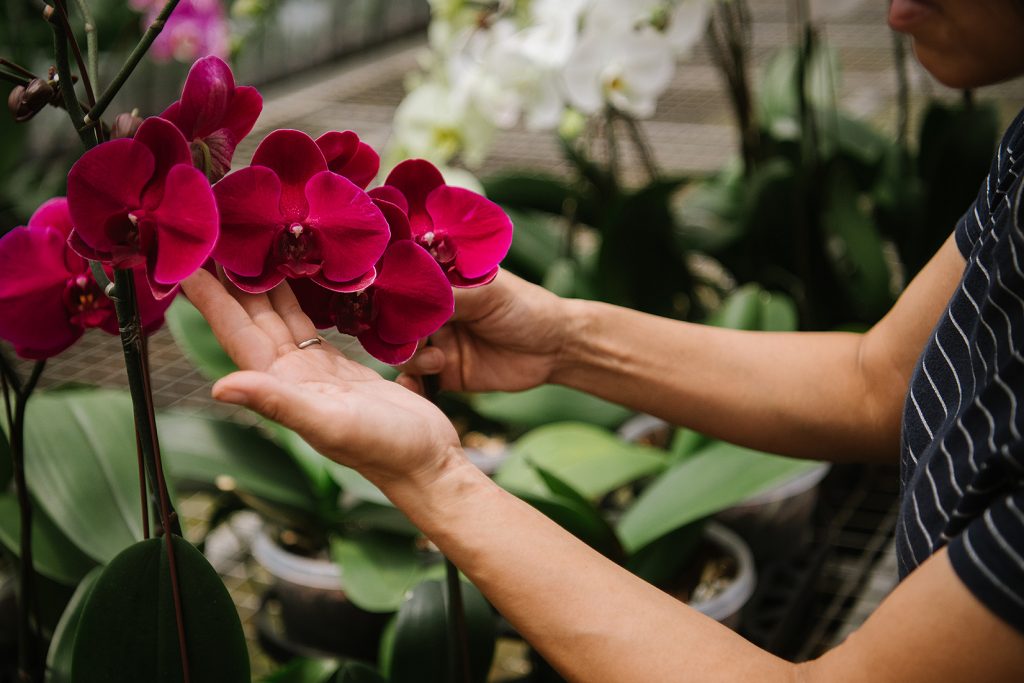 Reblooming Tips and How to Care for Phalaenopsis Orchids