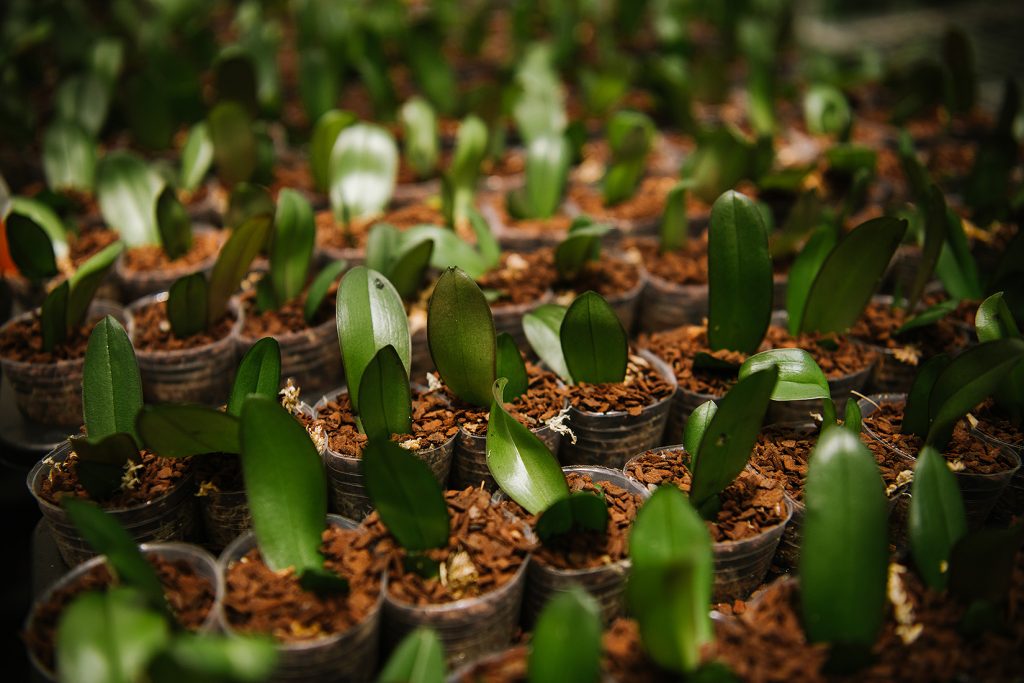 Fertilising Essentials for Phalaenopsis Orchids