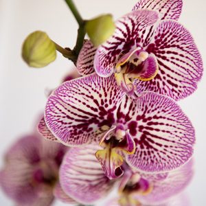 Purple Spotted