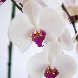 Checkout Formosa Orchid Nursery