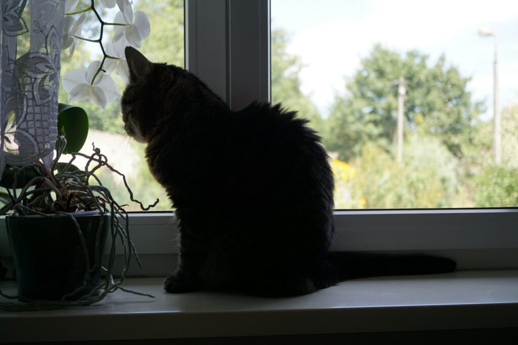 Cat sitting on a sunny windowsill indoors, a common spot for houseplants like orchids