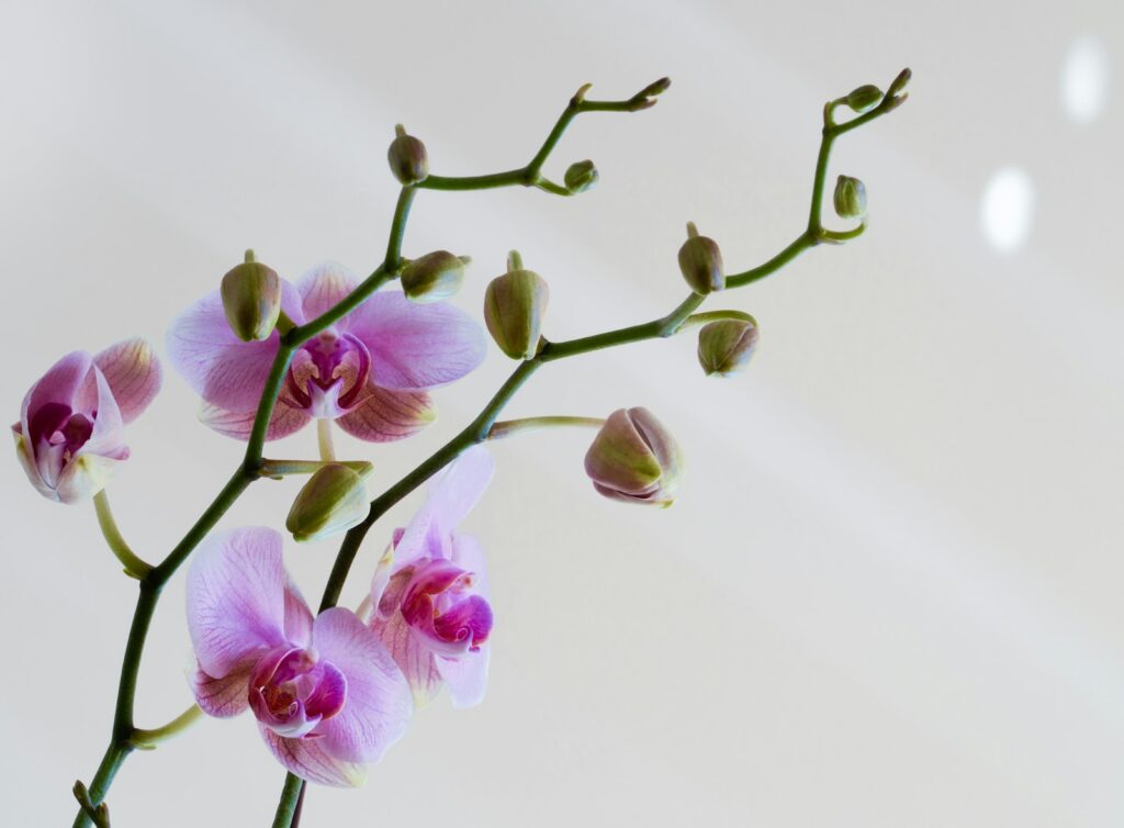 Flowering orchids reflected on a polished surface, suited to an office or reception
