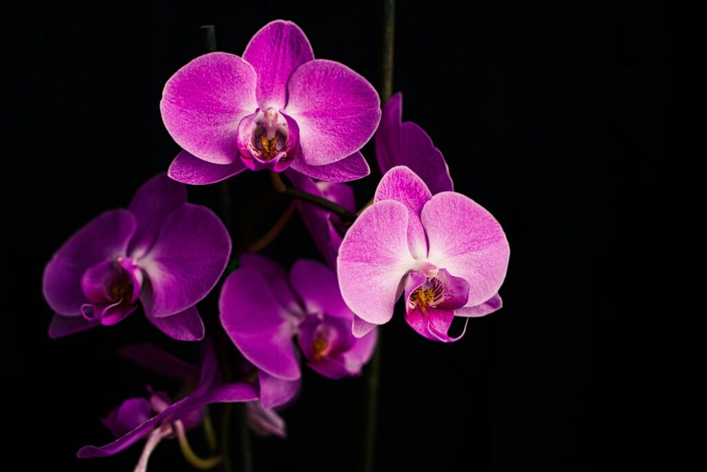 Purple moth orchids in bloom, a bold Father's Day gift idea