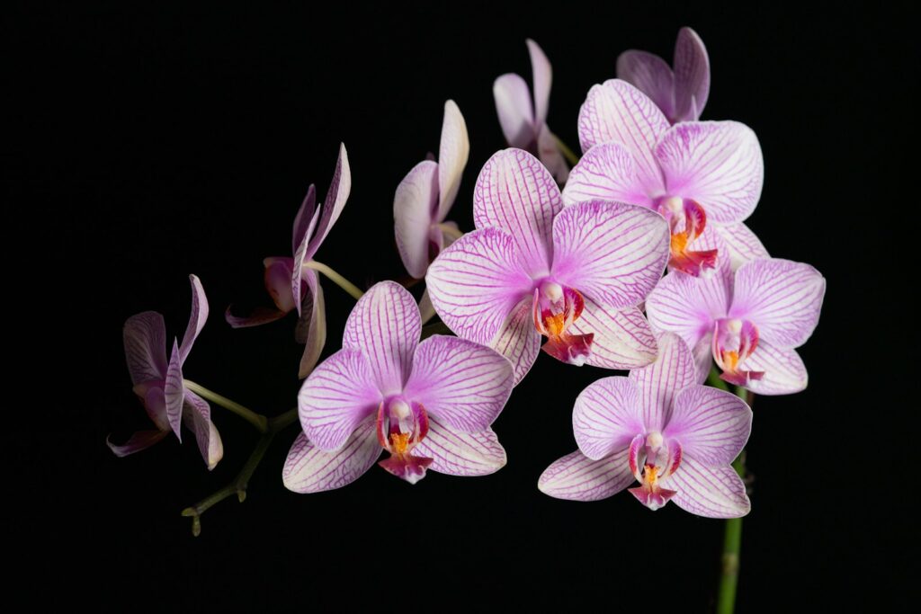 Purple and white Phalaenopsis moth orchid flowers against a dark background