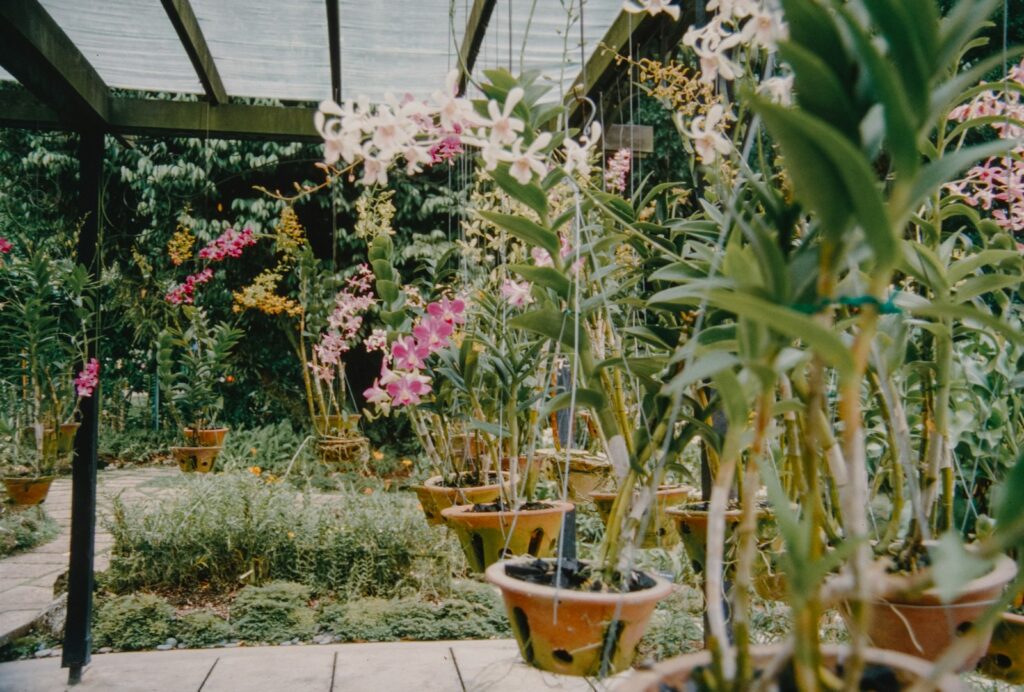 Flowering orchids growing in a greenhouse among lush greenery