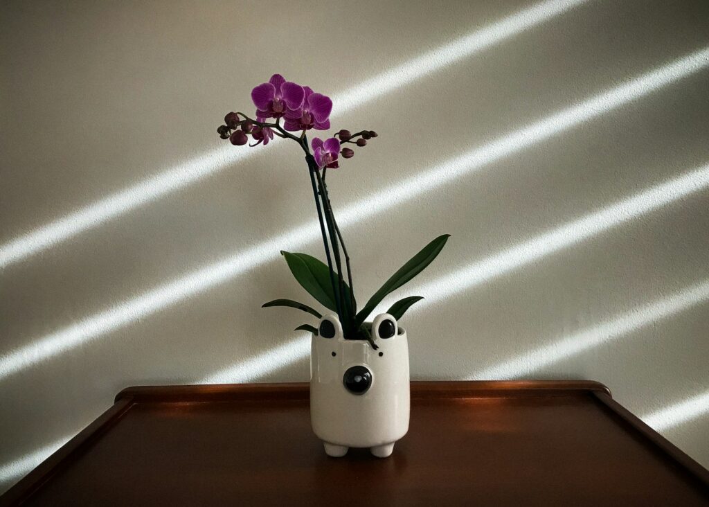 Potted Phalaenopsis orchid in bloom in a bright living room