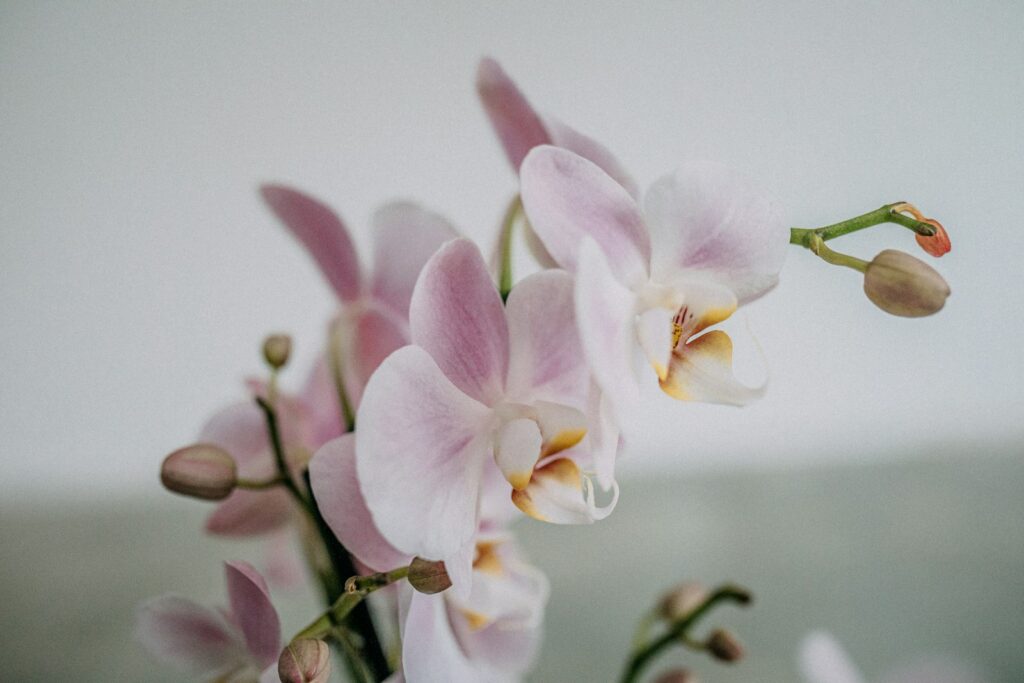 White and pink orchid flowers, a long-lasting alternative to Valentine's Day roses