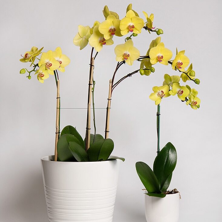 Custom Orchid Arrangement- Formosa Orchids