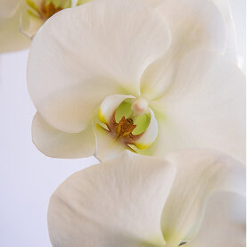 White 1