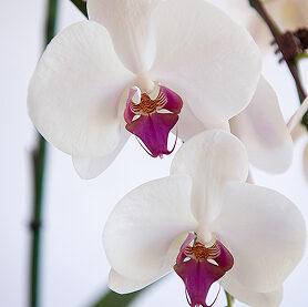 White-Purple 1